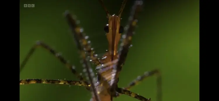 Assassin bug sp. () as shown in Planet Earth III - Forests